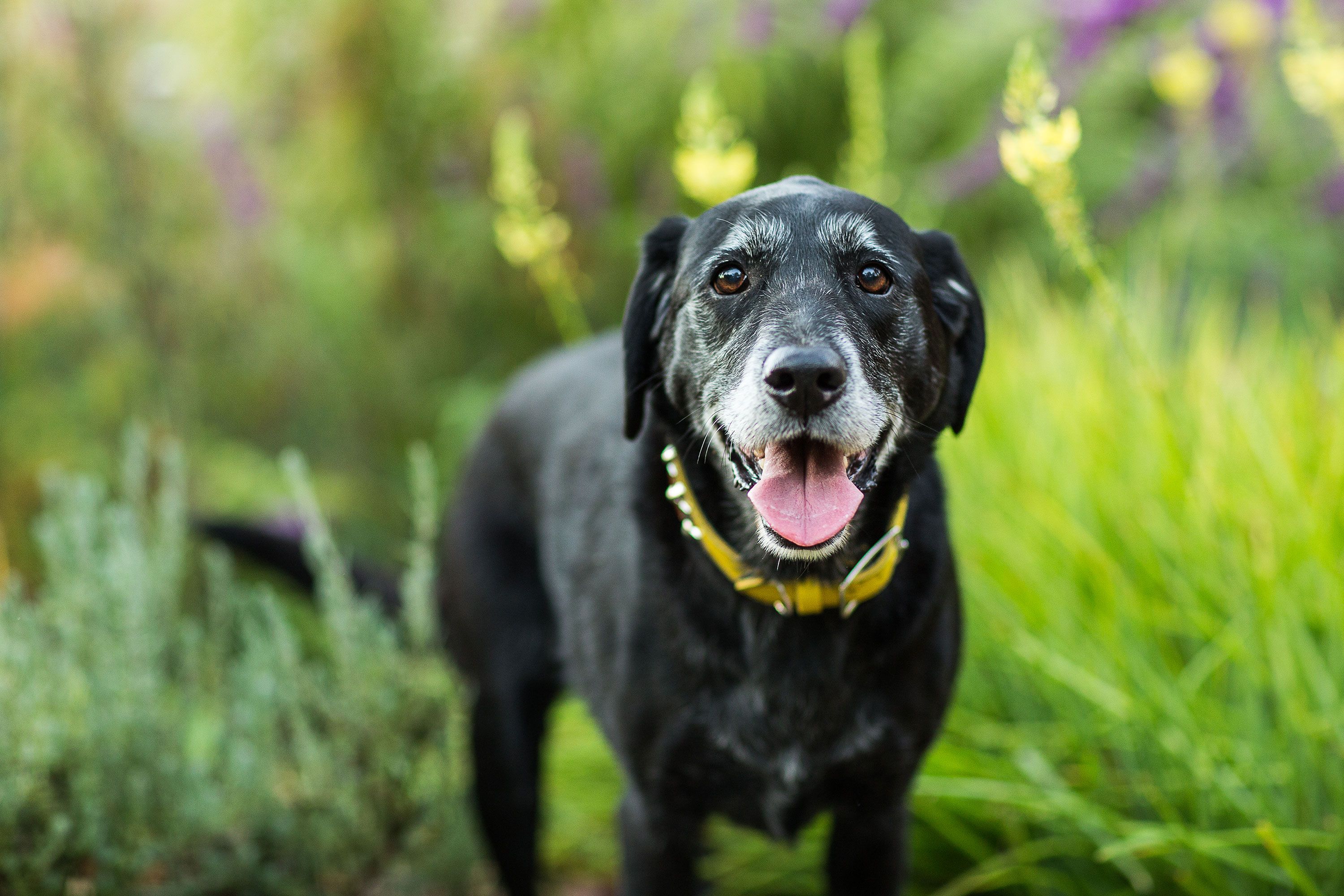 dog's muzzle turning grey