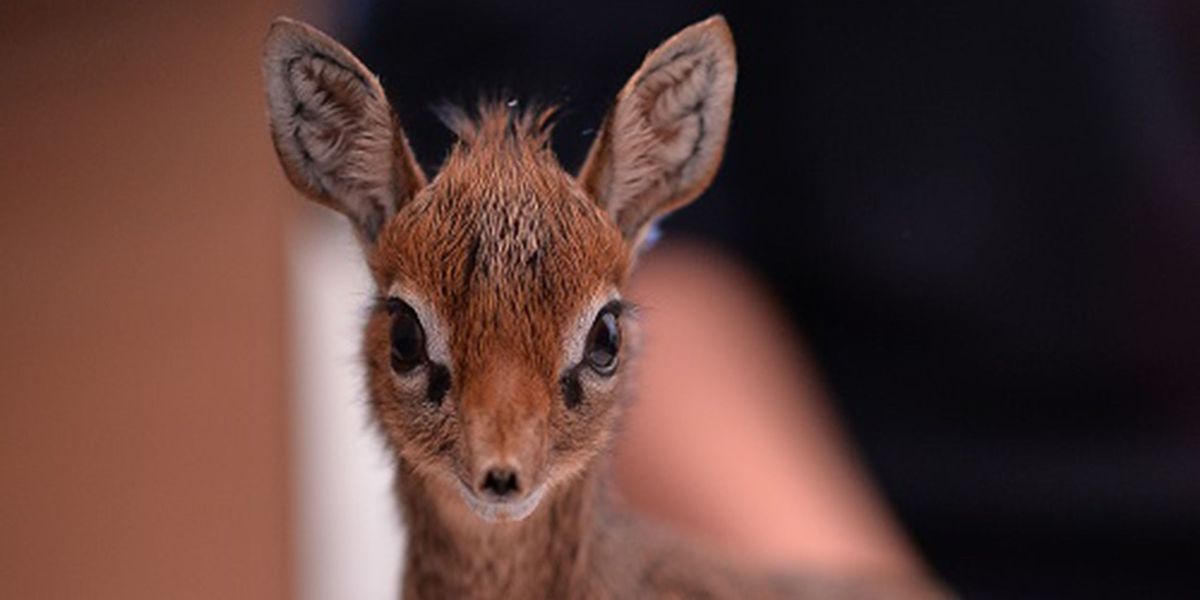 Adorable orphaned baby antelope is being hand-reared at ...