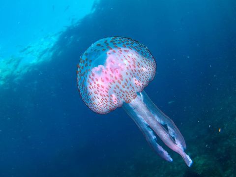 Why You Need To Start Eating Jellyfish