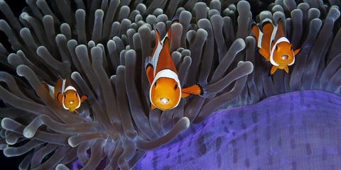 Wildlife Photographer of the Year finalist photo - fish under water