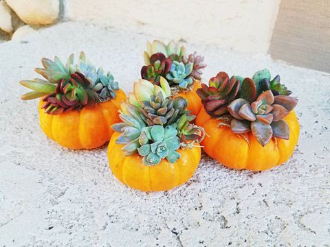 pumpkin terrariums