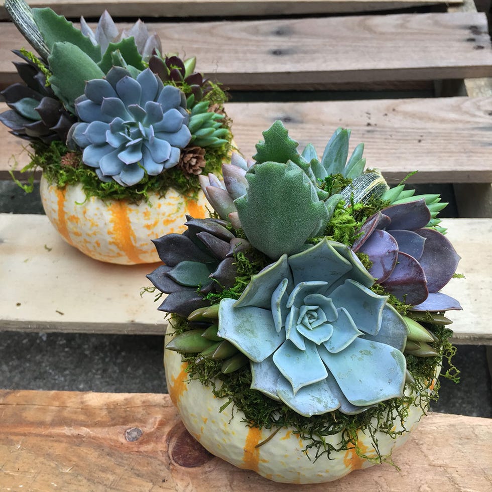 How to make a pumpkin terrarium for Halloween