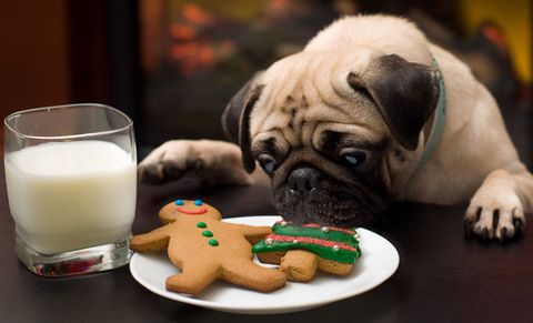 Puppy eating Christmas cookies