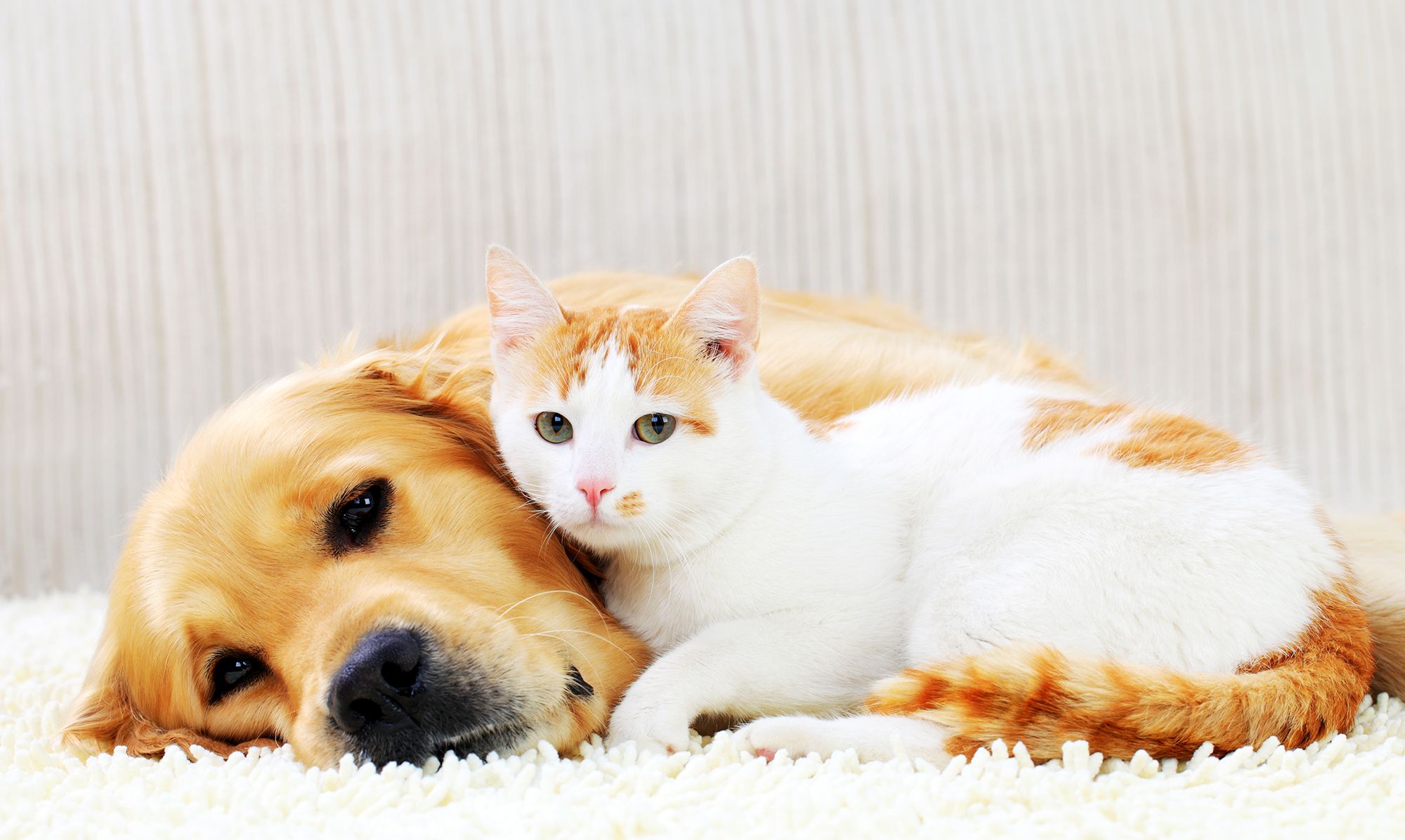 The Big Differences Between Dog And Cat People Revealed