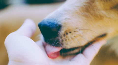 Dog licking hand