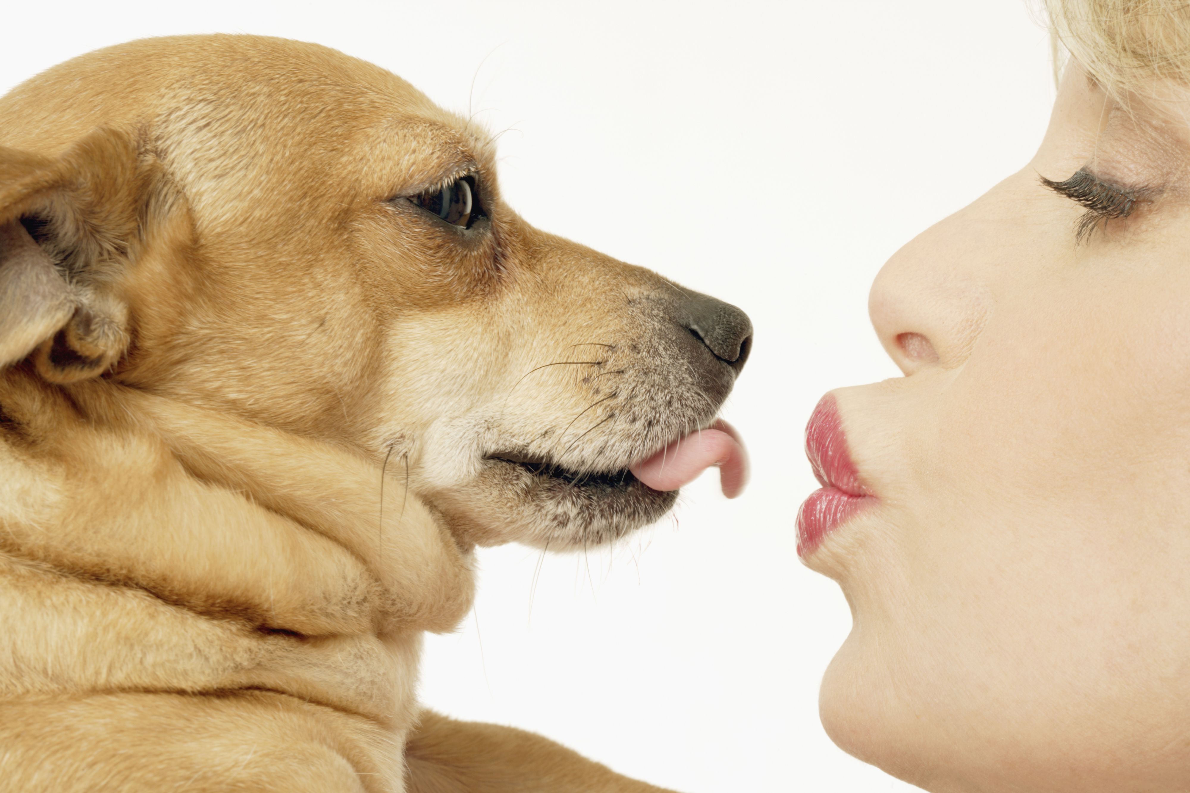 Животные лижут девушке. Собака облизывает. Собака целует. Поцелуй с собакой. Поцелуй собаки и человека.
