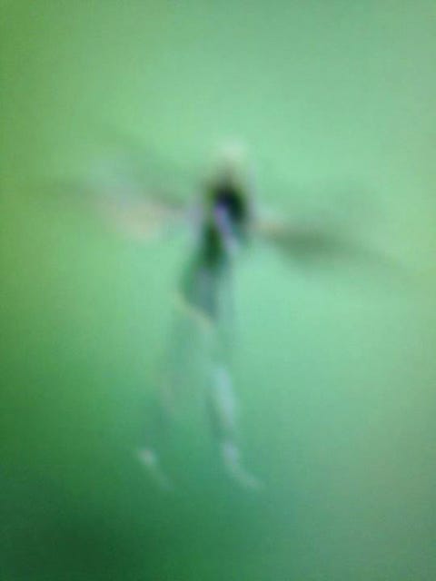 Is This Proof That Fairies Exist Is This Proof That Fairies Exist