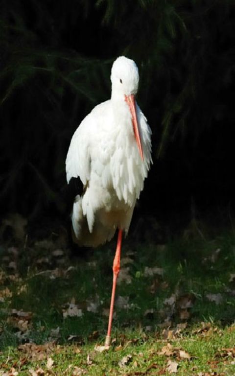 Bird, Vertebrate, Beak, Stork, Ciconiiformes, White stork, Organism, Wildlife, Water bird, Shorebird, 