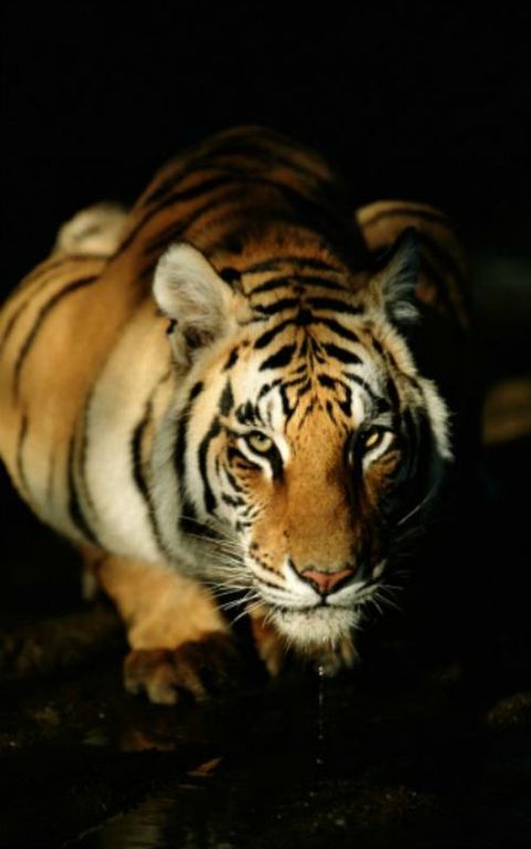 Tiger, Mammal, Wildlife, Vertebrate, Bengal tiger, Felidae, Siberian tiger, Terrestrial animal, Whiskers, Big cats, 