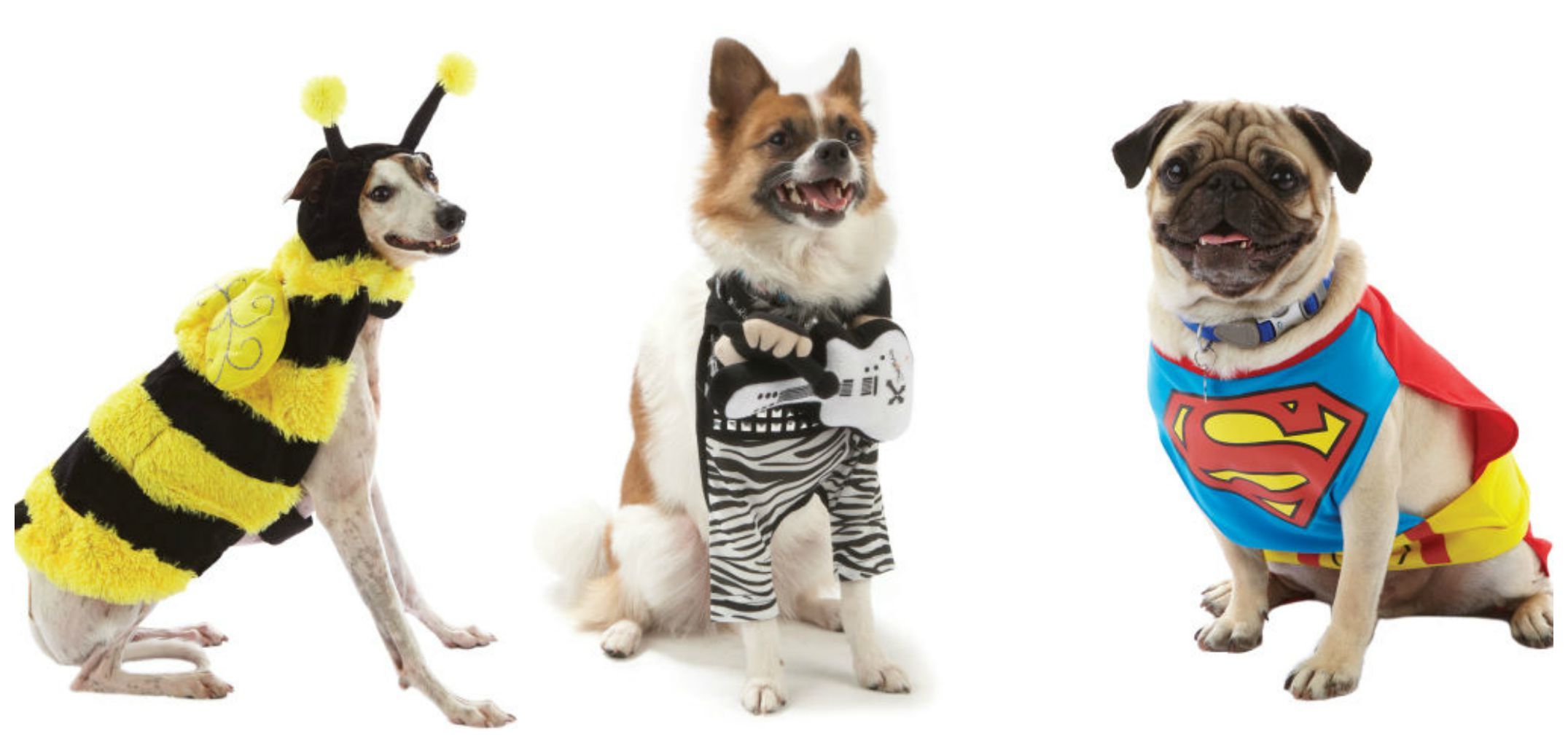 14 Pups Who Totally Owned Their Halloween Costumes 14 Pups Who Totally Owned Their Halloween Costumes