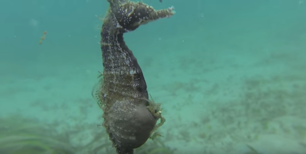 This Video Of A Male Seahorse Giving Birth Is Seriously Mesmerizing