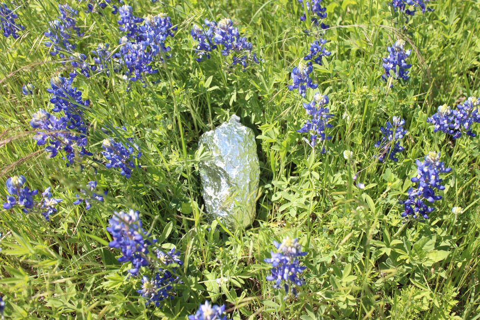 Blue, Plant, Flower, Wildflower, Flowering plant, Groundcover, Subshrub, Electric blue, Agriculture, Bluebonnet, 
