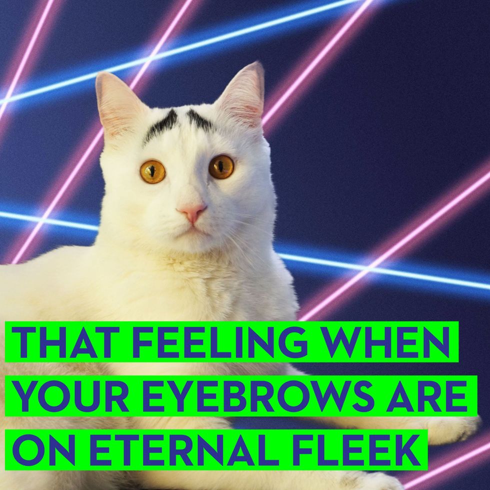 6 Funny Cat Memes Best Cat Memes From Hamilton The Hipster And Sam Has Eyebrows 3180