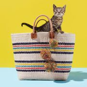 Small to medium-sized cats, Felidae, Whiskers, Carnivore, Cat, Bag, Creative arts, Domestic short-haired cat, Pet supply, Home accessories, 