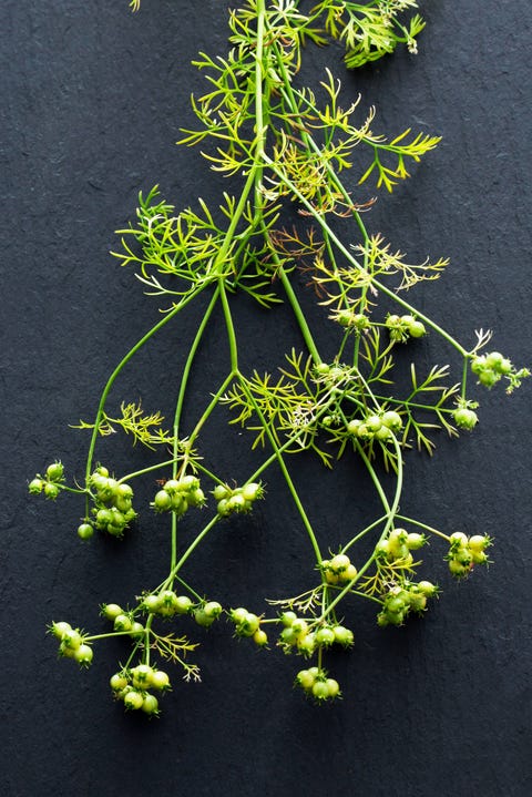 cilantro anti-aging foods for women
