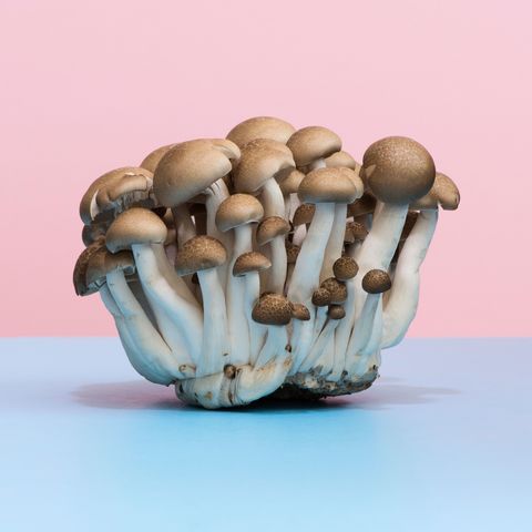 Mushroom, Pleurotus eryngii, Edible mushroom, Oyster mushroom, Champignon mushroom, 