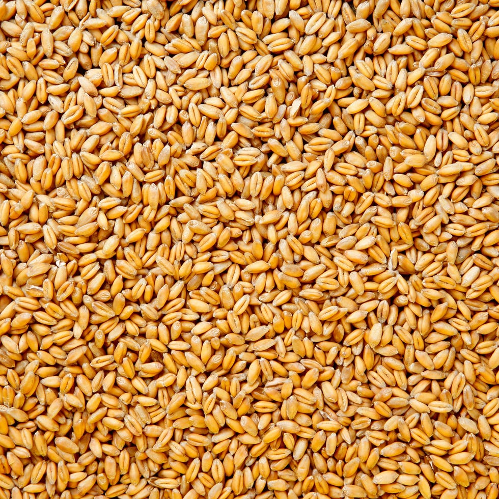 Grain, Food, Whole grain, Triticale, Einkorn wheat, Malt, Food grain, Plant, Groat, Grass family,