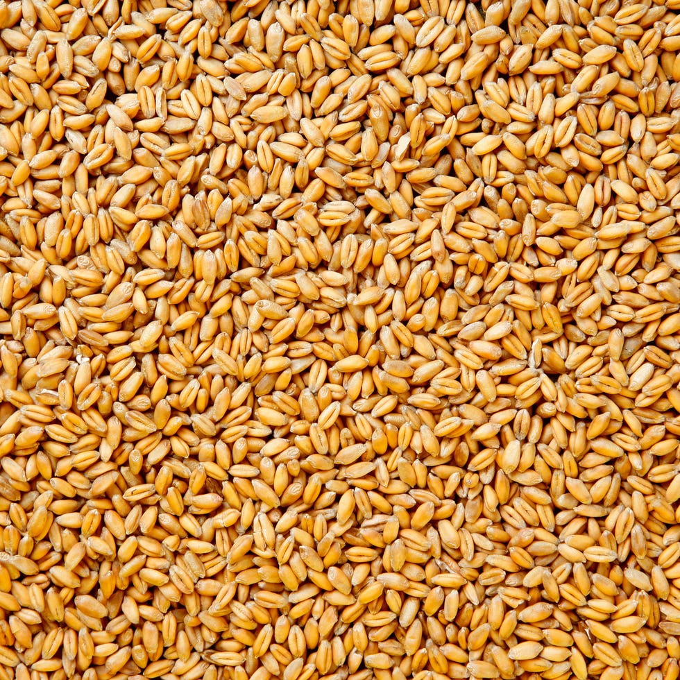Grain, Food, Whole grain, Triticale, Einkorn wheat, Malt, Food grain, Plant, Groat, Grass family, Grain, Food, Whole grain, Triticale, Einkorn wheat, Malt, Food grain, Plant, Groat, Grass family,