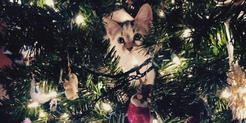 cat in christmas tree getty images if the debate about when to take your christmas tree and decorations down is one you - When Do You Take Down Your Christmas Tree cat in christmas tree getty images if the debate about when to take your christmas tree and decorations down is one you - When Do You Take Down Your Christmas Tree