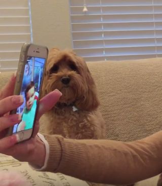 confused dog during babies facetime video