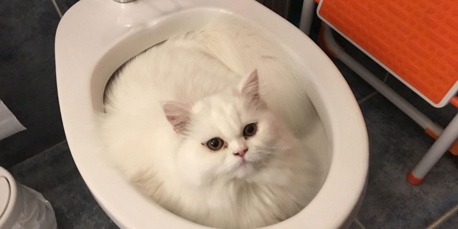 cat in a toilet bowl