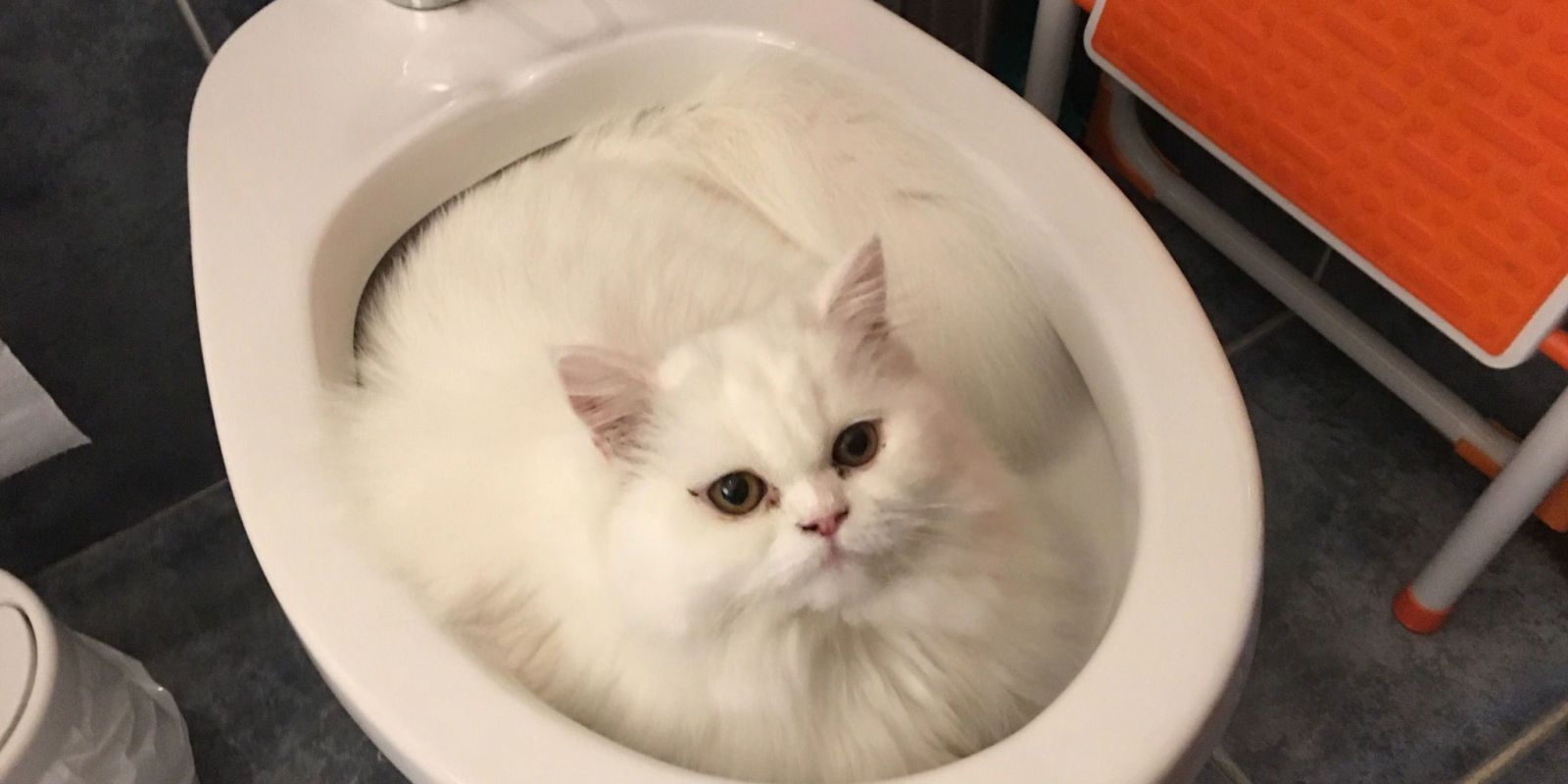 Cat in store a toilet bowl