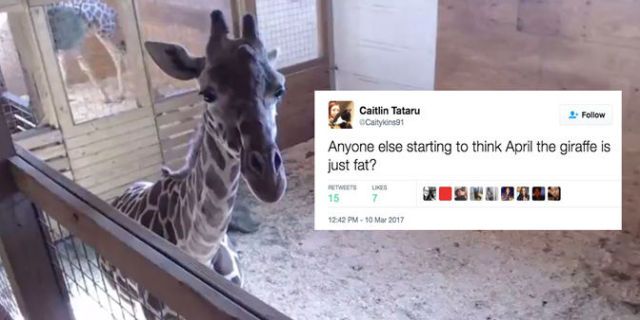 april the giraffe impatient tweets
