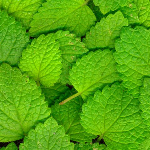 Green, Leaf, Herb, Groundcover, Mint, Annual plant, Mint, Peppermint, Lemon balm, Spearmint, 