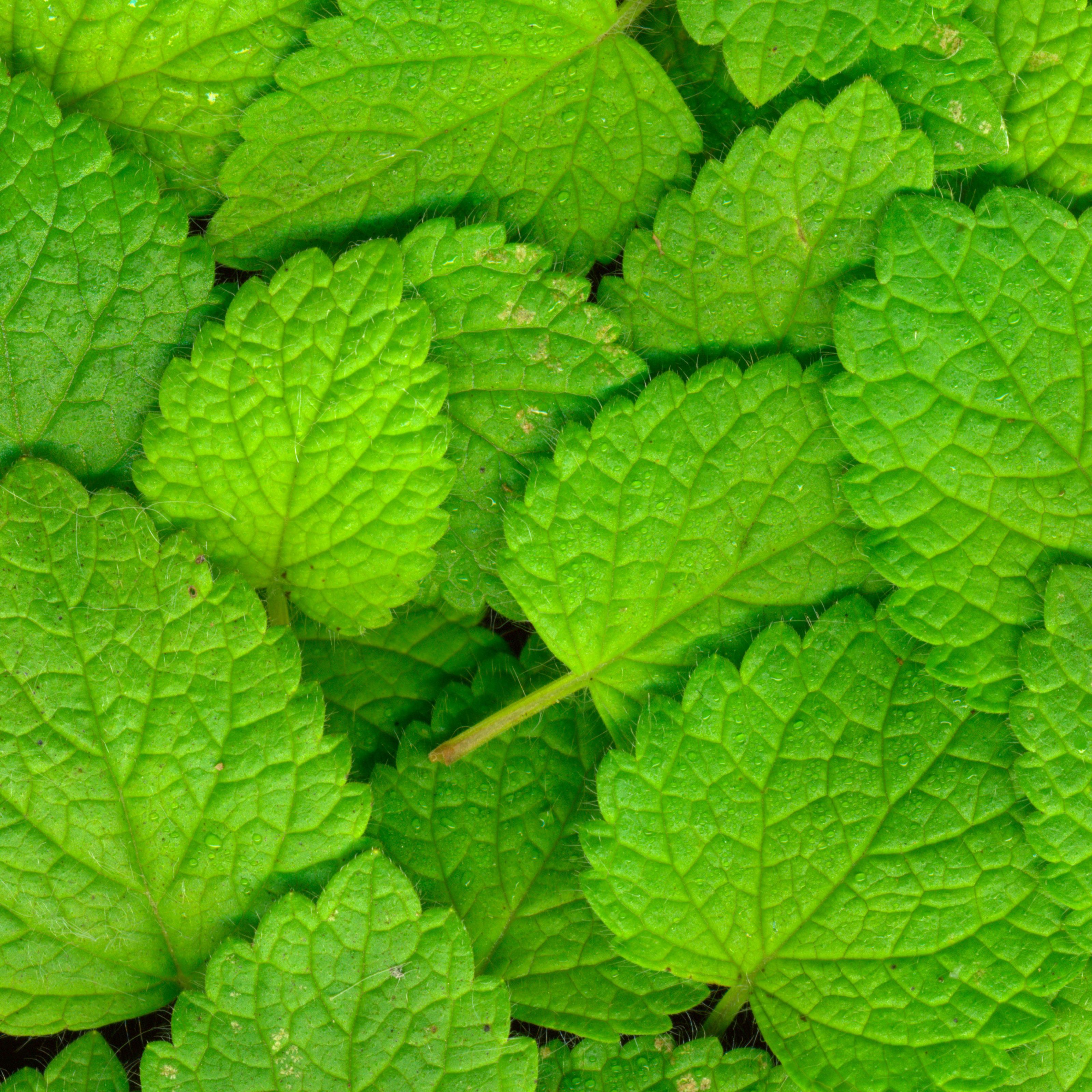 organic mint leaves