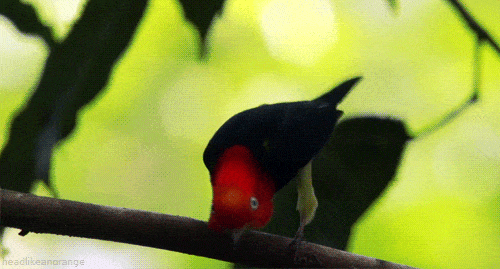 Bird, Red winged Blackbird, Beak, Blackbird, Organism, Bird-of-paradise, Plant, Piciformes, 
