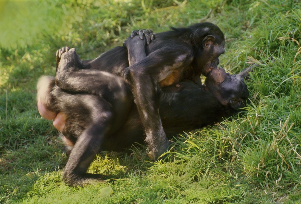 Common chimpanzee, Primate, Grass, Terrestrial animal, Wildlife, Macaque, Zoo, 