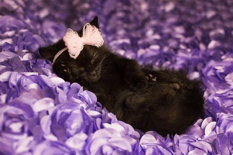 Cat, Purple, Felidae, Small to medium-sized cats, Lilac, Whiskers, Spring, Carnivore, Flower, Kitten, 
