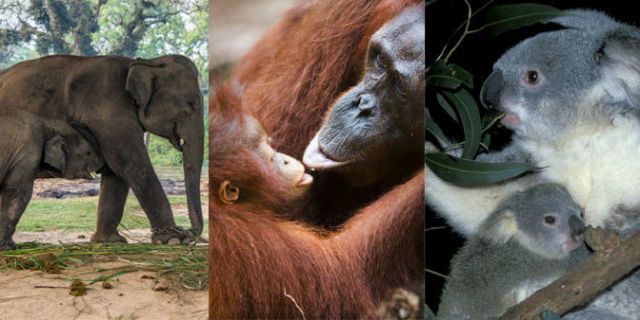 Organism, Skin, Vertebrate, Terrestrial animal, Primate, Orangutan, Nature reserve, Elephant, Elephants and Mammoths, Snout, 