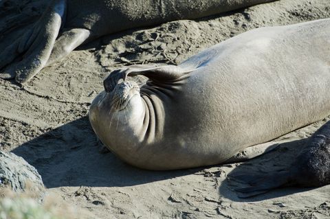 California, San Simeon, Elelphant Seals (Piedras Blancas) warm up on beach, one makes a funny face.