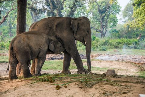 Asian elephants (Elephas maximus) eating while tied up at government elephant stables (Hattisar) at Thakurdwara on the edge of Bardia National Park in the lowland Terai region of far west Nepal. These elephants are used daily for work within the national park.