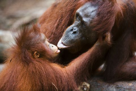 A mother orangutan kissing her baby in Tanjung Puting National Park, Indonesia. Orangutans, the only exclusively Asian genus of great ape, are endangered due to habitat destruction.