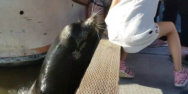 Seal, Marine mammal, Harbor seal, 