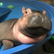 Fiona the hippo