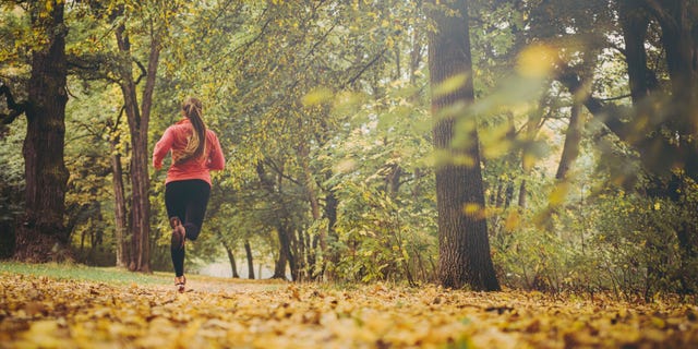 People in nature, Nature, Autumn, Tree, Natural landscape, Leaf, Green, Jogging, Trail, Woodland, 