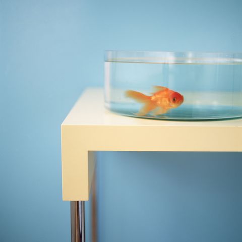 <p><span style="background-color: initial;" rel="background-color: initial;" data-verified="redactor" data-redactor-tag="span" data-redactor-style="background-color: initial;">Got a goldfish in a bowl? You monster.&nbsp;</span><a href="http://articles.latimes.com/2005/nov/09/world/fg-pets9" data-tracking-id="recirc-text-link" target="_blank">Keeping a fish hostage in a container purely for your own enjoyment is considered animal cruelty and is banned</a><span style="background-color: initial;" rel="background-color: initial;" data-verified="redactor" data-redactor-tag="span" data-redactor-style="background-color: initial;"> in Rome. If you're caught holding Bubbles hostage, you can be fined. The Italians aren't the only ones who feel this way, though — according to the Swiss government's ruling on animal rights, </span><a href="http://www.mirror.co.uk/news/weird-news/owning-one-pet-goldfish-illegal-8511105" data-tracking-id="recirc-text-link" target="_blank">goldfish are social creatures and therefore must be kept two or more</a><span style="background-color: initial;" rel="background-color: initial;" data-verified="redactor" data-redactor-tag="span" data-redactor-style="background-color: initial;"> to a bowl, or not at all.</span><br></p>