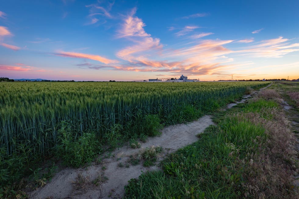 Sky, Natural landscape, Nature, Field, Grassland, Horizon, Cloud, Natural environment, Grass, Prairie, 