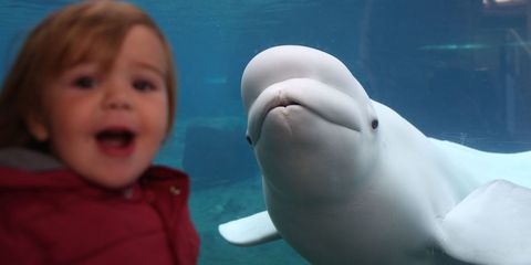 <p>This beluga whale has mastered the art of the photobomb.</p>