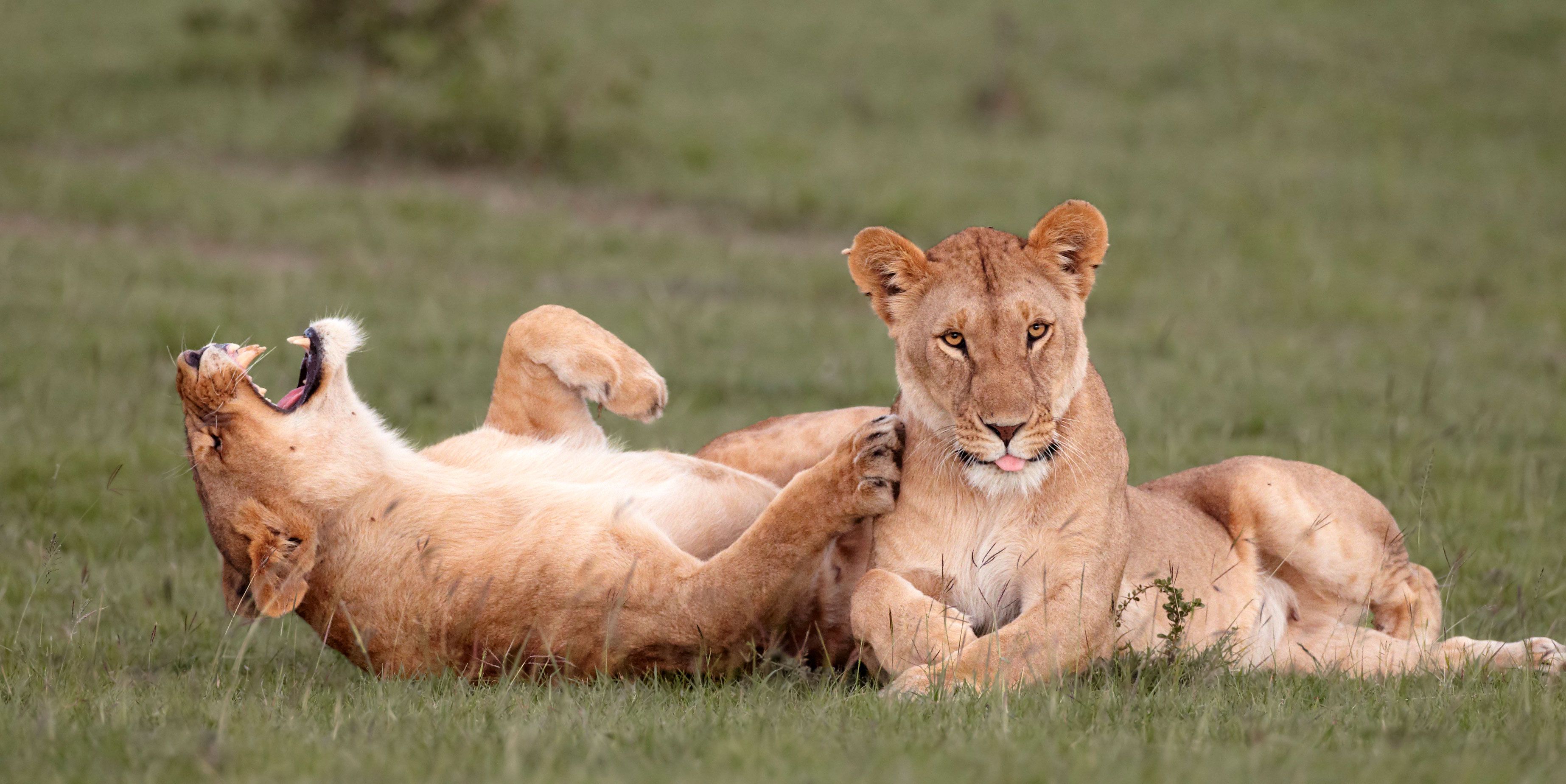 animals laughing like humans