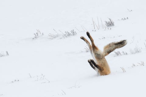 50 Funny Animal Pictures - Cute Photos of Wild Animals 50 Funny Animal Pictures - Cute Photos of Wild Animals