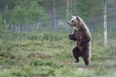 This bear looks like me when I sneak into the kitchen for midnight snacks. Yes, snacks, plural. 
  RELATED: 50 Natural Photos That You Won't Believe Aren't Photoshopped