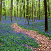 Woodland, Forest, Natural landscape, Tree, Natural environment, Nature, Nature reserve, Northern hardwood forest, Plant, Biome, 