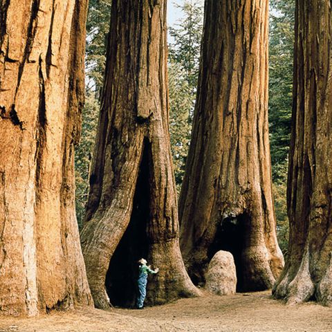 Tree, Bigtree, Redwood, Trunk, shellbark hickory, Woody plant, Plant, Natural environment, Grove, Old-growth forest, 