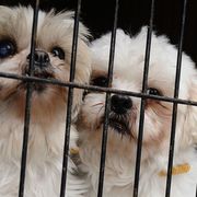 Dog, Mammal, Canidae, Shih tzu, Snout, Dog breed, Companion dog, Carnivore, Chinese imperial dog, Puppy, 