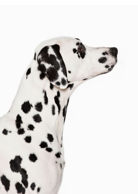 Dalmatian, Dog, Canidae, Mammal, Dog breed, Carnivore, Non-Sporting Group, Snout, Sporting Group, Great dane, 