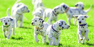 Sarah Mclachlan Reveals The Truth About Those Sad Aspca Ads Sarah Mclachlan Reveals The Truth About Those Sad Aspca Ads